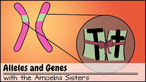 Amoeba sisters alleles and genesdraft. Multiple Alleles Abo Blood Types And Punnett Squares Youtube