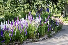 Pin By Tamar Wheeler On Flower Garden Larkspur Cottage Garden Plants Dream Garden