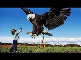 The Biggest Eagle In The World Youtube Interesting Animals Beautiful Birds Black Eagle
