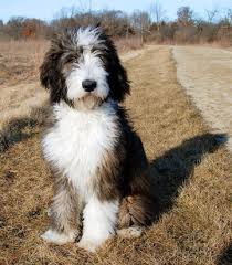 We did not find results for: Honey Creek Puppies Home
