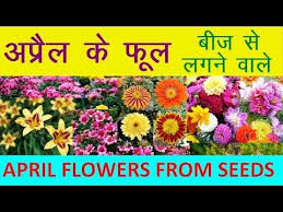 Youtube April Flowers Planting Flowers Growing Flowers