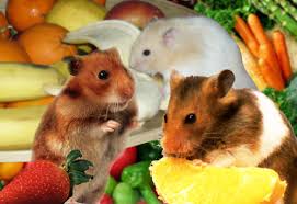 Saft Bzw Frischfutter Fur Hamster Hamsterseiten De