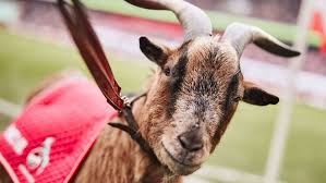 Look a goat :1 year of good luck bestowed upon you. Bundesliga Why Do Koln Have A Goat As Their Mascot What Happens When Hennes Dies Marca