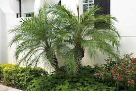 Image result for Pearsonia cajanifolia