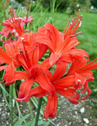 It just needs to be placed in cooler areas to grow and flower well. Autumn Flowering Bulbs Tesselaar