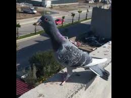 Adana Yerli Guvercini Youtube