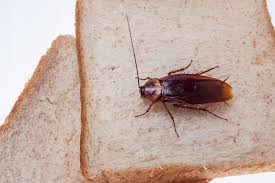 Roaches are attracted to homes because they provide a source of food and water. How To Get Rid Of Palmetto Bugs Naturally Getridofallthings Com