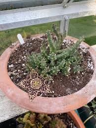 Image result for Kanahia laniflora