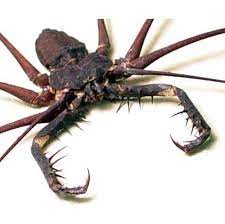 You may have heard about spiders called the sun spider or the wind scorpion. Giant Cave Spider Pauk Zabavnye Zveryushki Zhivotnye