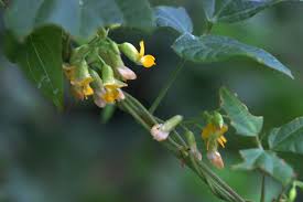 Image result for Rhynchosia elegans