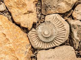 Learn about south carolina fossil history, distribution, and what you can expect to find on this unforgettable fossil hunting adventure. The Best Places In The World To Go Fossil Hunting Booking Com