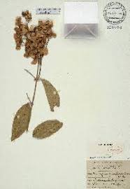 Image result for Flabellaria paniculata