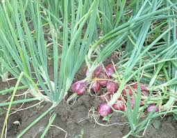 9 Tahap Panduan Lengkap Cara Budidaya Bawang Merah Food And Drink Plants