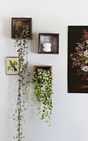 Rosary Vine Houseplants How To Grow Rosary Vines Indoors Hanging Plants Indoor Hanging Plants Indoor Vines
