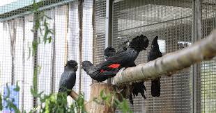 Kiểm tra các bản dịch 'bankers' sang tiếng việt. Unsere Kakadus Vogelzucht Papageien Birdy