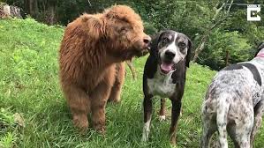 Read profiles of cows personalities. Adorable Highland Cow Thinks It S A Dog And Lives With Family Daily Mail Online