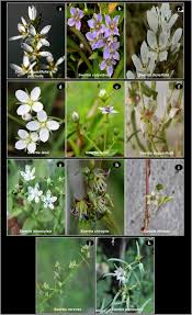 Image result for Swertia