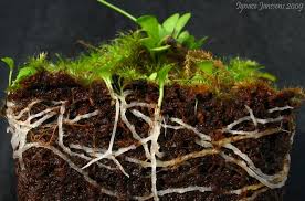 Image result for Genlisea africana