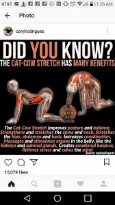 Lol What The Heck Cat Cow Stetch Funny Name Psoasexercises Psoasexercises Yoga Benefits Yoga Fitness Yoga Postures