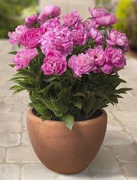44 Best Shrubs For Containers Best Container Gardening Plants Container Flowers Container Gardening Flowers Flower Pots