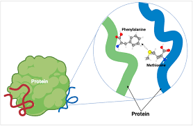Text: Explain Why Methionine Does Not Form Disulfide Bridges. The Sulfur In  Methionine Is A Sulfonate (So3) Instead Of A Thiol (Sh) And Can'T Form  Disulfide Bridges. The Sulfur In Methionine Is