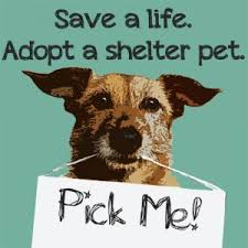 Perry animal care center and spay/neuter & wellness clinic. Collin County Animal Services Collin County Dfw Magazine