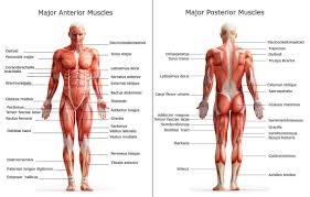 Attached to the bones of the skeletal system are about 700 named muscles that make up roughly half of a person's body weight. All Of The Major Muscle Groups On Both The Front And Back Of The Body With The Names Of Each Muscle Shown Muscle Body Human Body Muscles Body Muscle Anatomy
