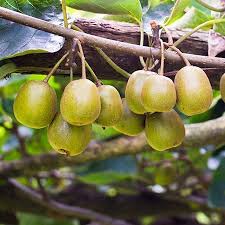 The hardy kiwi is a native of northern china and siberia, as well as korea and possibly japan. Anna Hardy Kiwi Vines For Sale Fastgrowingtrees Com