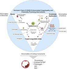 Image result for Anticoagulation
