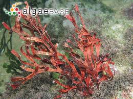 Image result for Dicoma arenaria