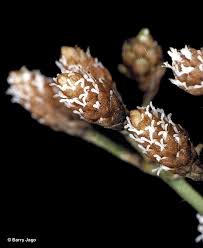 Image result for Hypolytrum