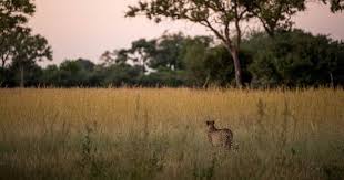 Check spelling or type a new query. Moremi Game Reserve Travel Information Botswana