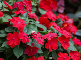 Come Coltivare I Fiori Di Vetro E Riempire Di Colori Il Tuo Balcone Ohga