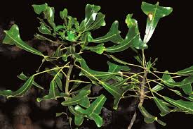 Image result for Astropanax myrianthus