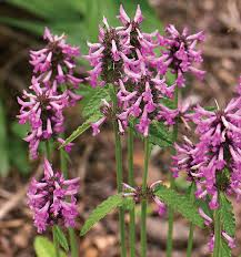 Penstemon cultivars midnight masquerade ™. 10 Perennial Standouts Finegardening