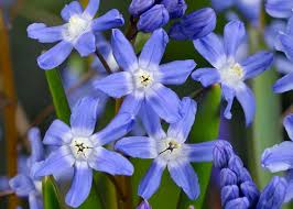 Image result for Xylopia odoratissima