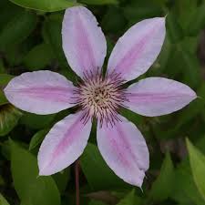 Group 1 are the early flowering types c. What Group Is My Clematis Finegardening