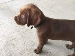 Find pudelpointer puppies that are ready to take home immediately or will be available shortly from some of the top breeders in the country. Pudelpointer Online Shopping Mall Find The Best Prices And Places To Buy