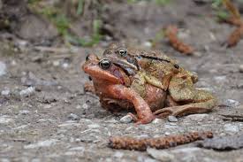 Pete's dragon is one of my absolute favorites! Https Earthlingnature Wordpress Com 2021 07 16 Friday Fellow European Common Frog Https Earthlingnature Files Wordpress Com 2021 07 Original Jpeg Original Small A Couple In Switzerland Seeking For A Nice Wet Room To Make Love Small 2021 07