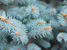 Maybe you would like to learn more about one of these? Colorado Spruce Info How To Grow A Colorado Blue Spruce Tree