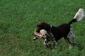 Image result for Malý münsterlandský ohař