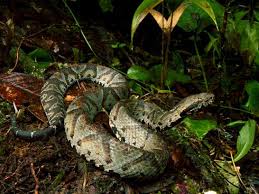 Image result for Bothriocline muschleriana