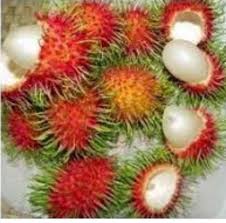 Isinya tebal,berair, bijiknya kecil, manis dan longkah. Rambutan Anak Sekolah Pembekal Anak Pokok Dinie Falah Facebook