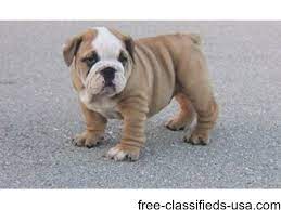 Adopt an english bulldog and save a life! Cute English Bulldogs Puppies For Adoption Animals Big Creek West Virginia Announcement 40504
