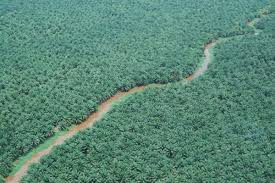 Malaysian palm oil is a food industry favorite because of its quality, wholesomeness and versatility. Saying No To Palm Oil Would Likely Displace Not Halt Biodiversity Loss Iucn Report Iucn