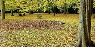 Laub Vom Nachbarn Und Auf Gehwegen So Entsorgen Sie Richtig