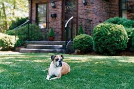 My lawn mower won't start after winter. Start A New Lawn Like A Pro This Old House