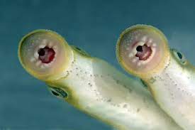 © rcs libri & grandi opere spa milano/il mondo degli animali. Das Neunaugen Prinzip Natura 2000