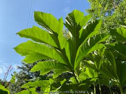 Image result for Tetrapanax