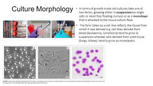 How to grow cell culture. Cell Culture Ao 04 Ppt Video Online Download